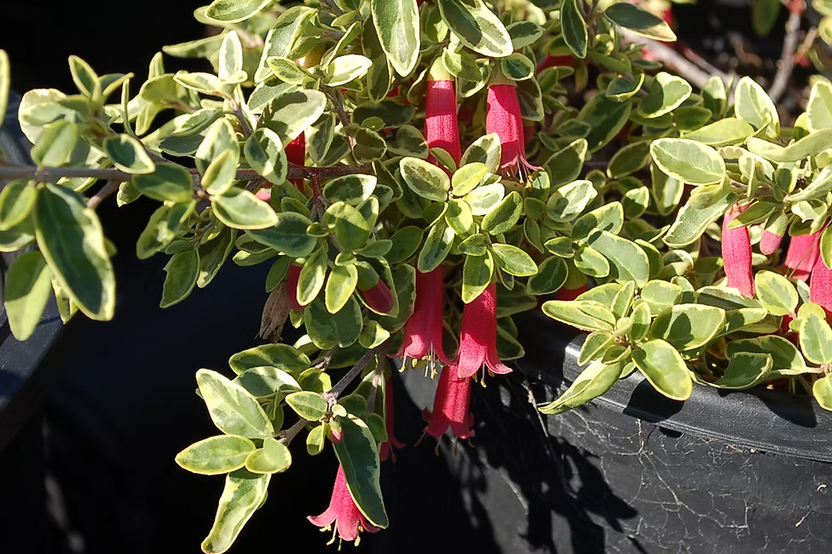Wyn’s Wonder Variegated Australian Fuchsia 1 Gallon Live Plant – Correa ‘Wyn’s Wonder’
