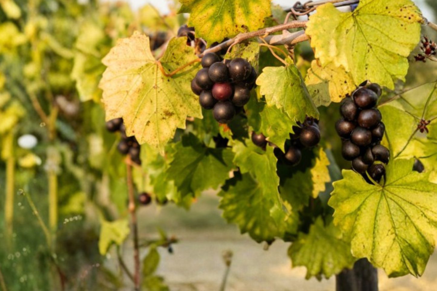Siebel 9110 Grape Vine Live Plant 3 Gal – Sweet Juicy Hybrid Grape Vine for Home Vineyard, Hardy Fruit Vine for Garden Trellis