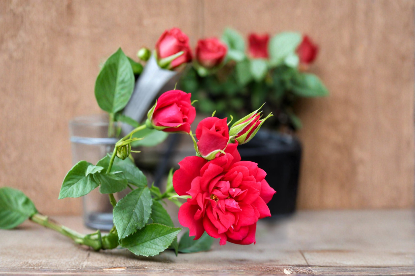 Beauty Secret Miniature Rose Live Plant 2 Gallon Medium Red Rose Bush for Garden Compact Flowering Plant