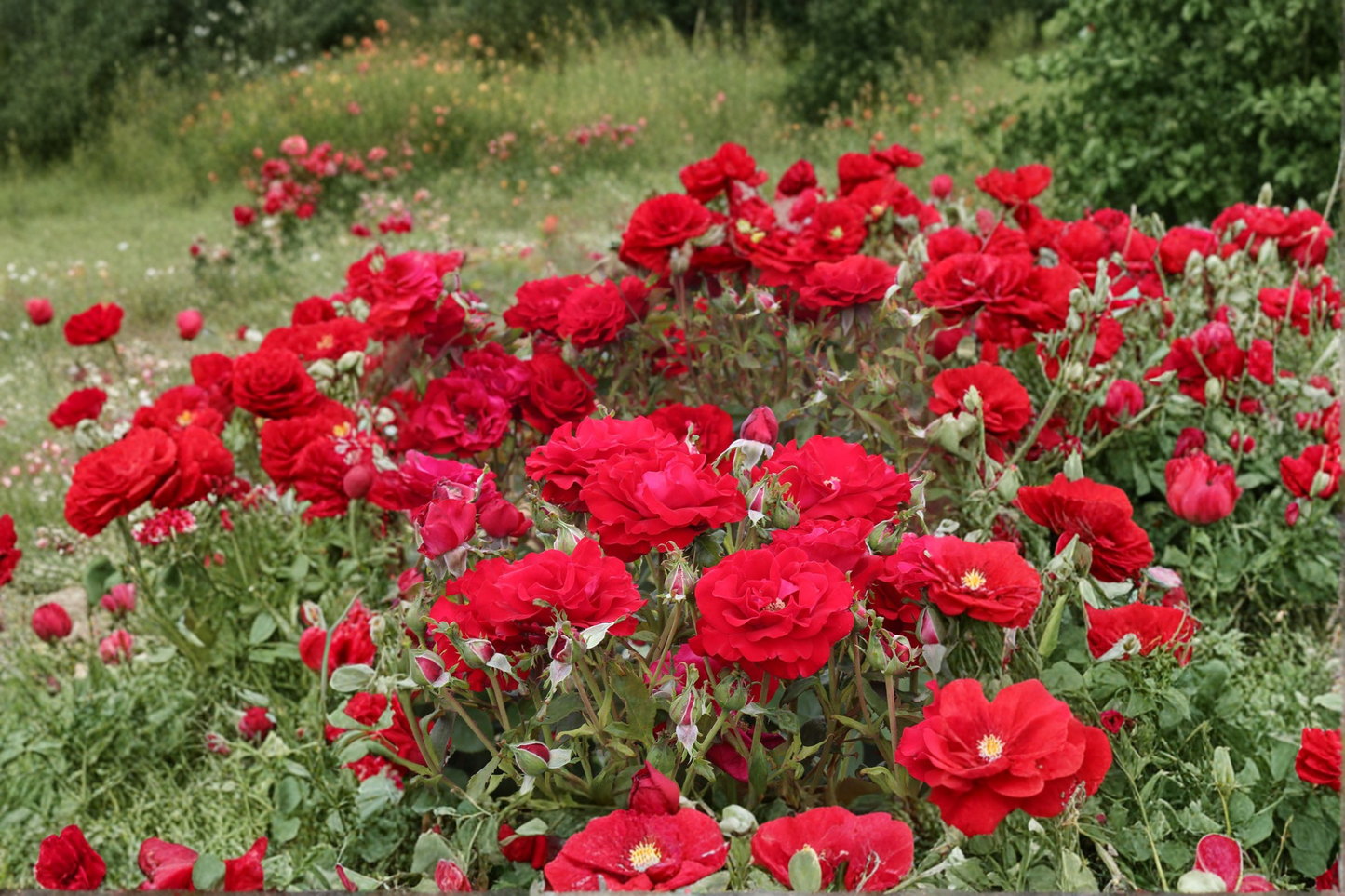 Red Drift Ground Cover Rose Plant 2 Gal – Live Bush with Red Blooms for Garden Landscaping Low Growing Shrub Rose