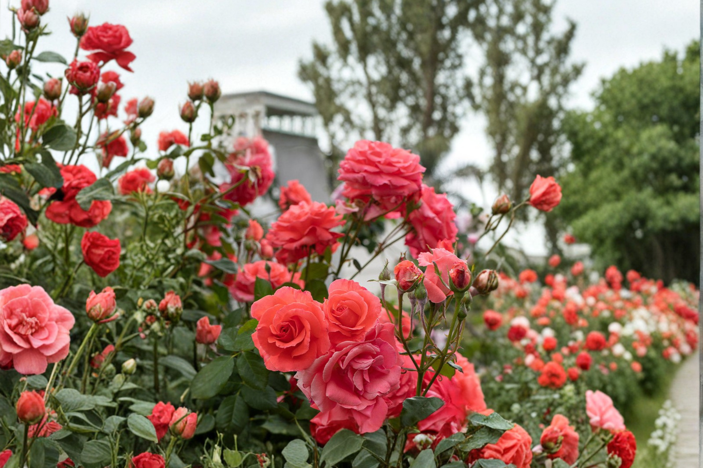 Climbing America Rose Live Plant 1 Gallon Salmon Pink Climbing Rose Bush for Garden Trellis Flowering Plant
