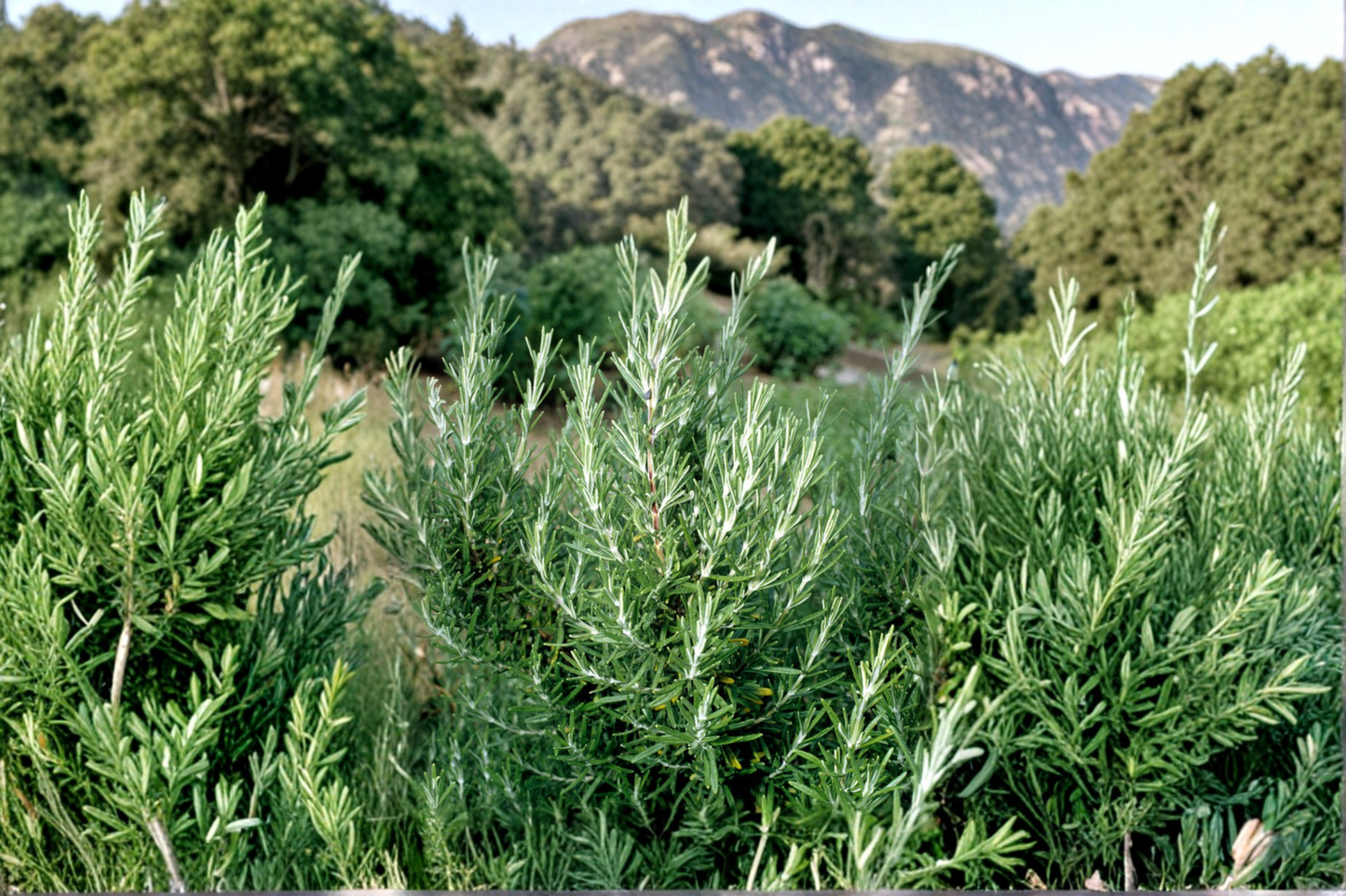 Rosemary Plant 3 Gallon Live Shrub – Evergreen Hedge Plant, Salvia rosmarinus for Garden Landscape