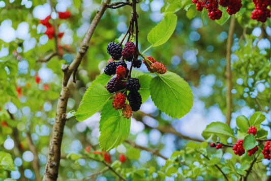 Fruitless Mulberry Tree 8-9 Ft Live Plant – Morus alba Shade Tree, Fast Growing Landscape Tree for Yard