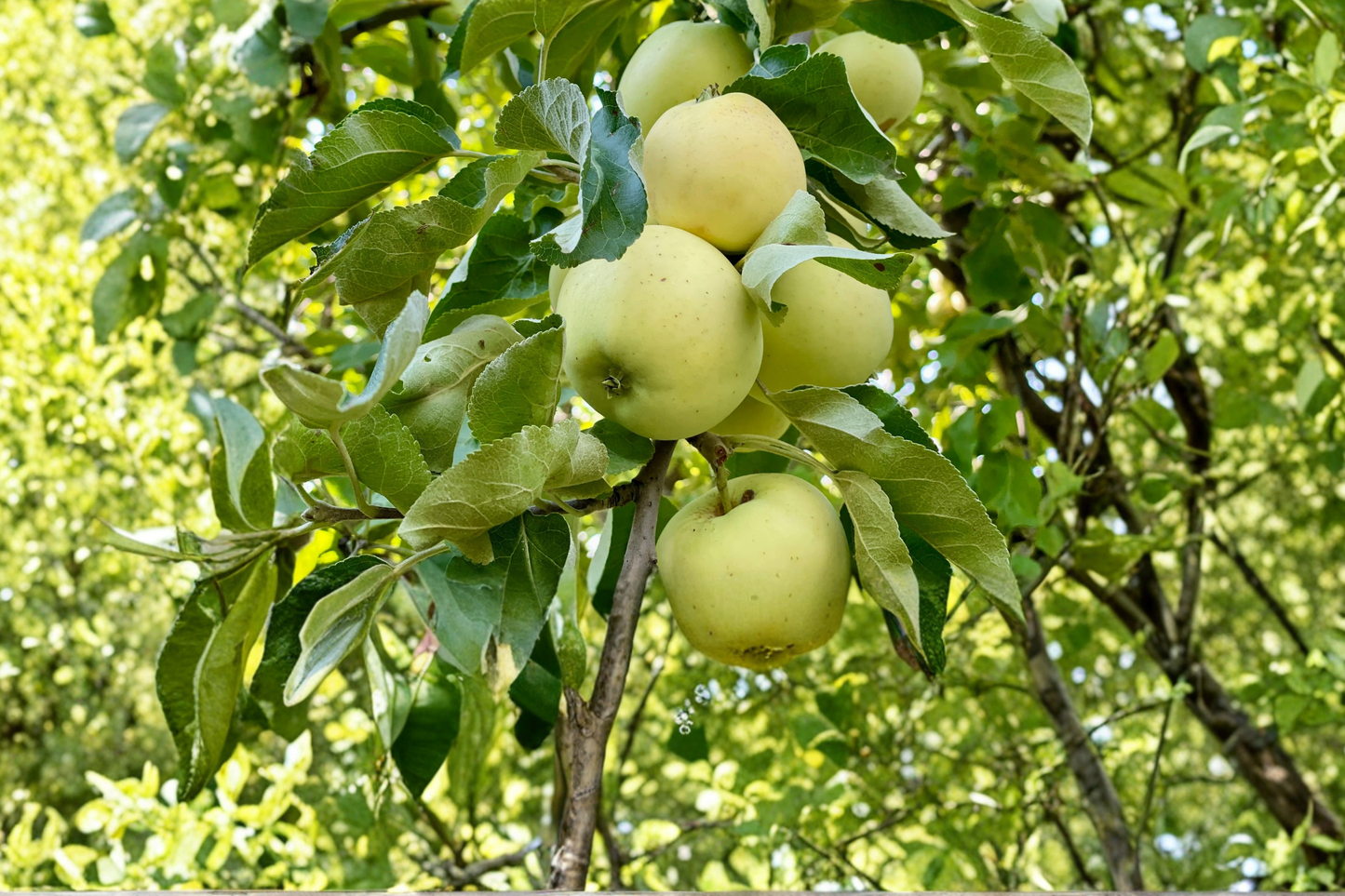 Ein Shemer Apple Tree 4-6 ft Live Plant 5 Gal – Malus domestica Fruit Tree for Home Orchard Garden Outdoor Planting