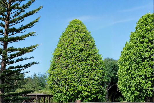 East Palatka Holly Shrub 3 Gal Live Plant Evergreen Hedge Red Berries Landscape Tree Outdoor Garden Plant