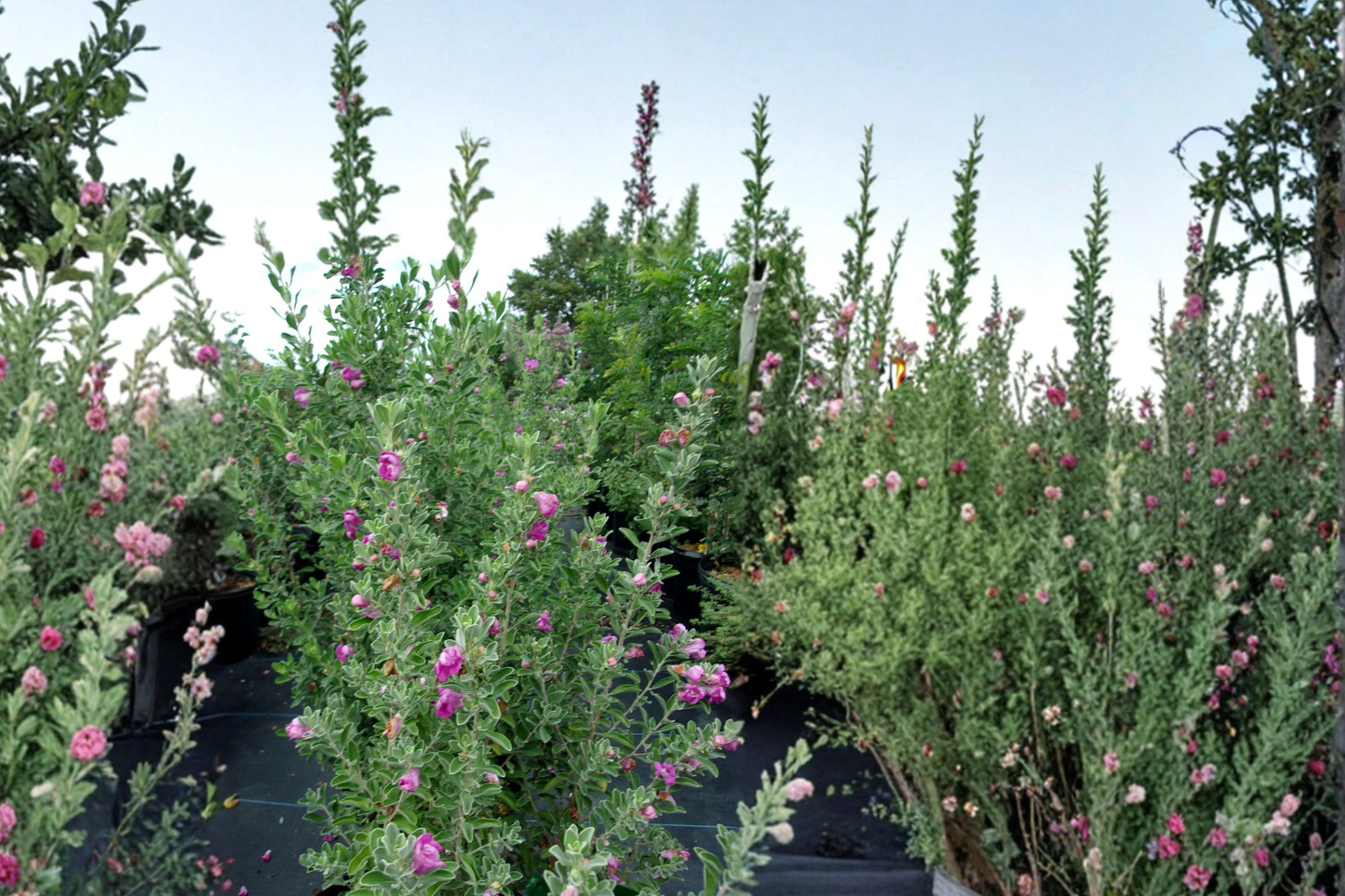 Purple Texas Sage 2-3 Ft Live Plant – Evergreen Flowering Shrub for Garden Hedge, Drought Tolerant Landscape Plant