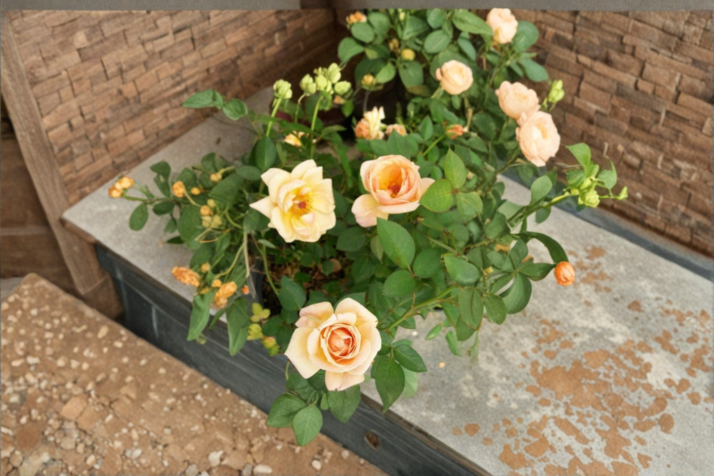 Apricot Yellow Rose Bush 5 Gal Live Plant – Southern Peach Rose Flowering Garden Shrub for Landscape Outdoor Planting