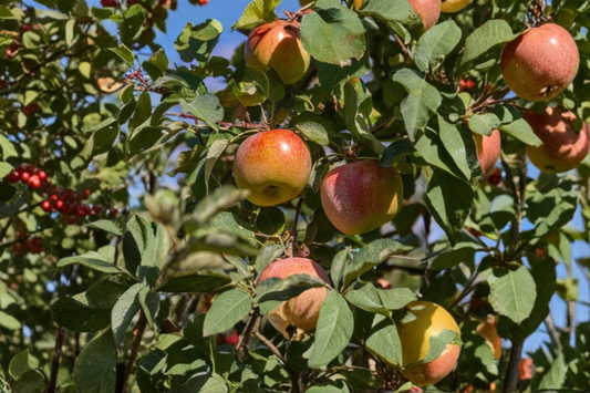 Fuji Apple Tree 4-6 ft Live Plant – Malus domestica Sweet Juicy Fruit Tree for Home Orchard Garden Outdoor Planting