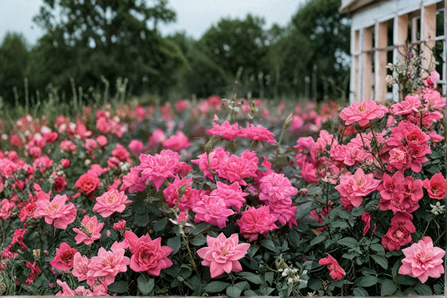 Pink Double Knock Out Rose 3 Gal Live Plant – Rosa Flowering Shrub Easy Care Garden Bush for Landscape Outdoor Planting