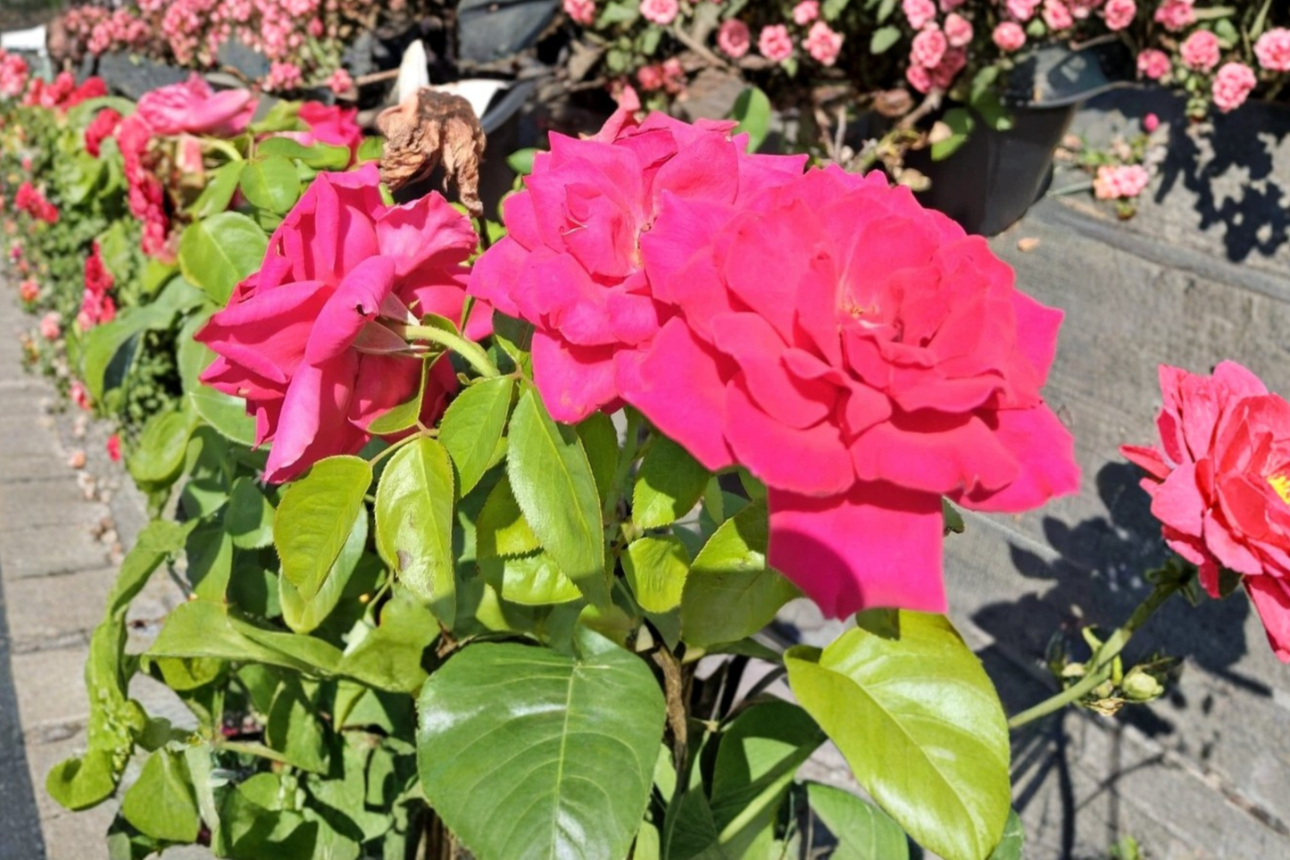 Deep Pink Hybrid Tea Rose 2 Gal Live Plant – Rosa Flowering Bush Garden Shrub for Landscape Outdoor Planting