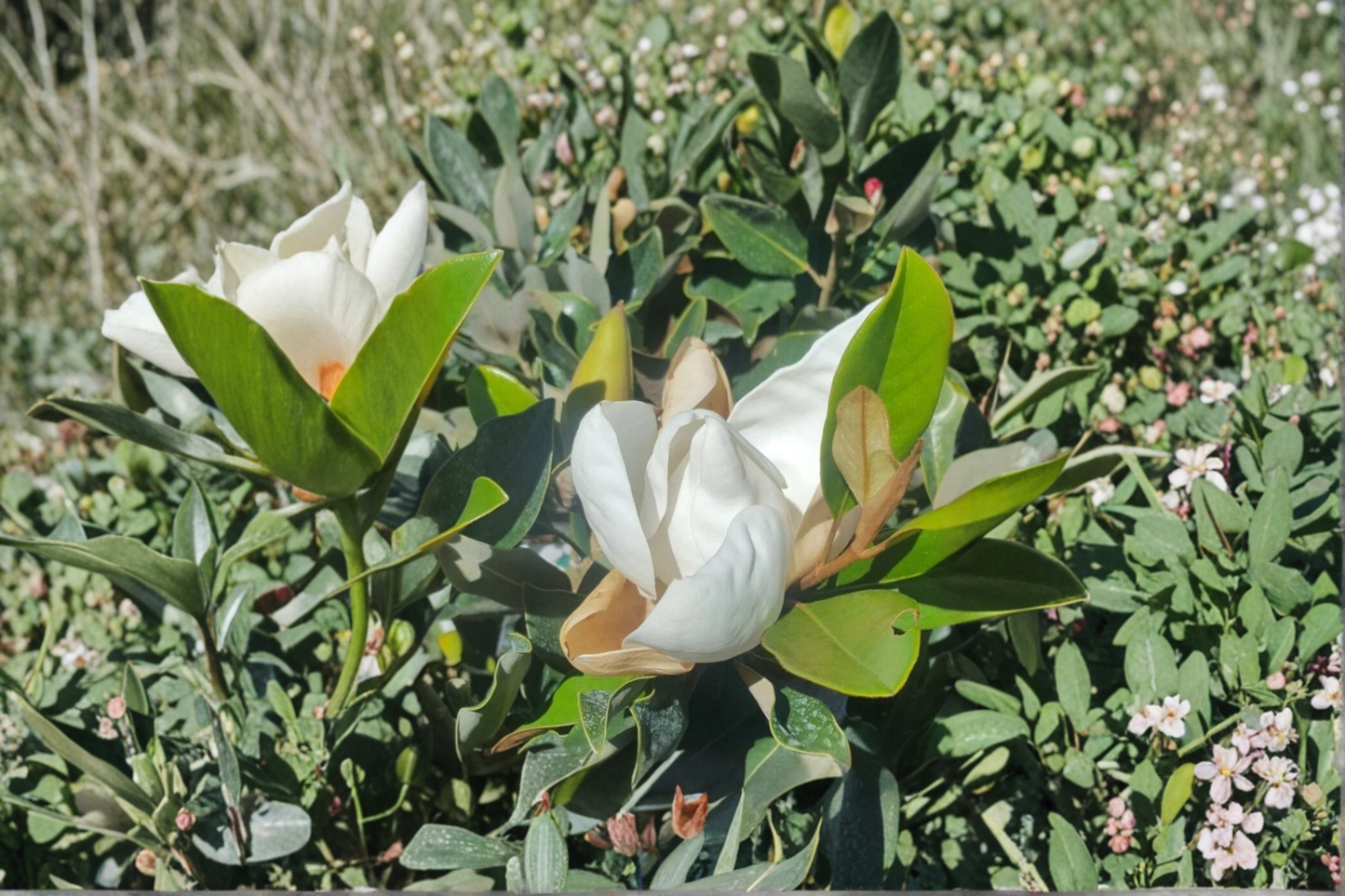 Southern Magnolia Tree 4-5 ft Live Plant 5 Gal – Magnolia grandiflora White Flowering Ornamental Tree for Garden Landscape