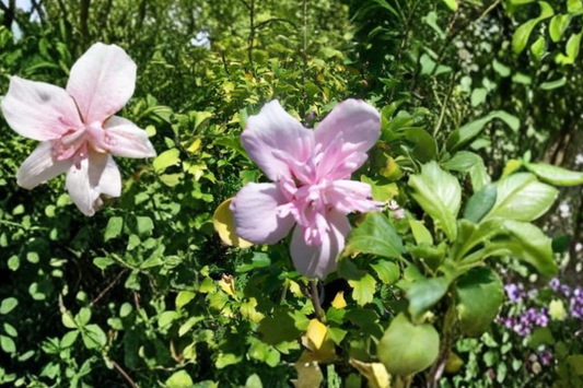 Double Pink Rose of Sharon 3 Gal Live Plant – Hibiscus syriacus Flowering Shrub Althea Bush for Garden Landscape
