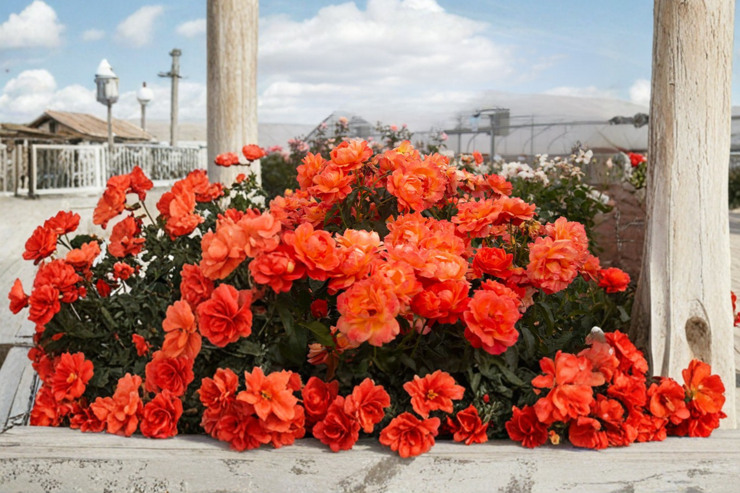 Impatient Floribunda Rose Plant 1 Gal – Live Bush with Orange Red Blooms for Garden Landscaping Outdoor Shrub Roses