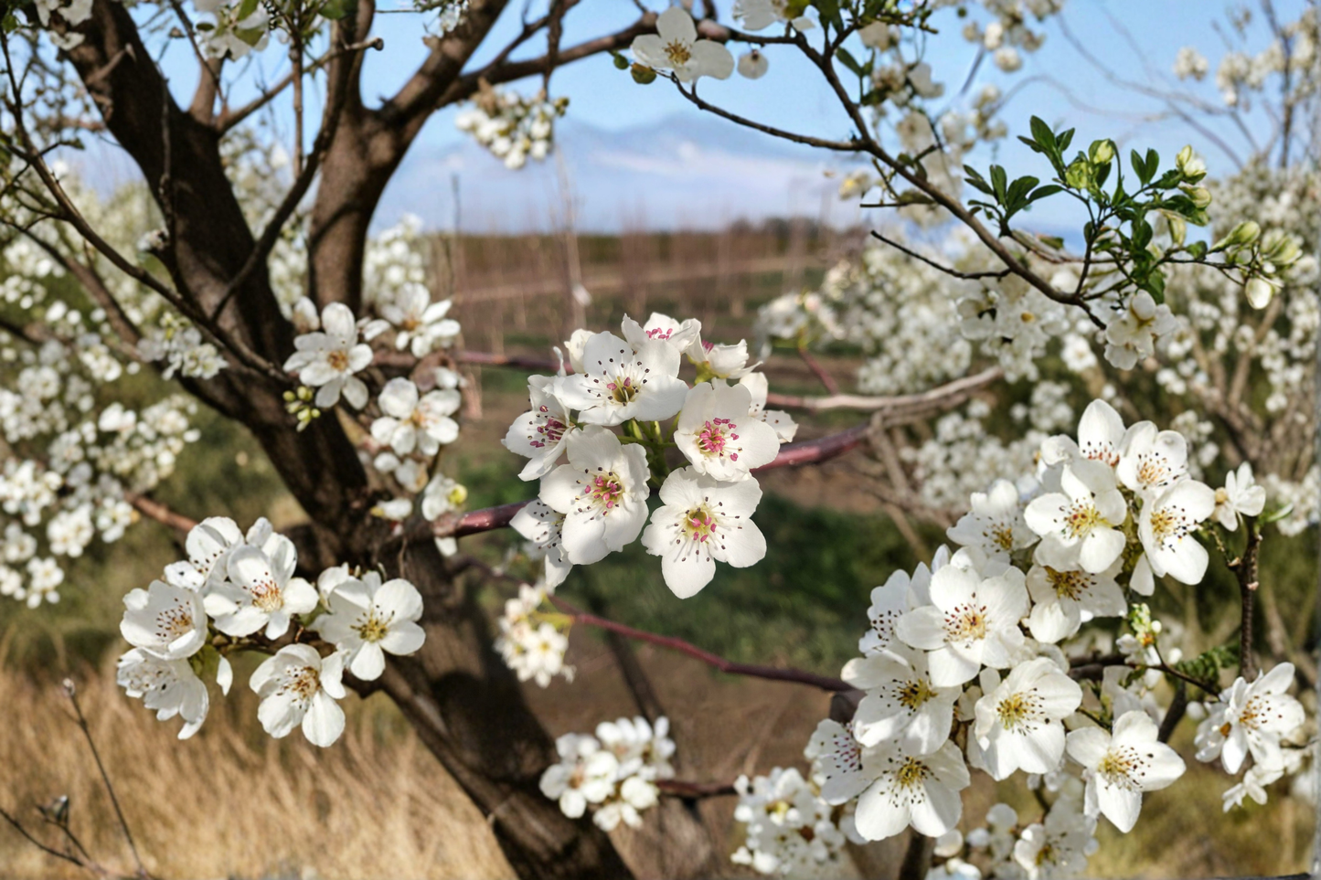 Aristocrat Flowering Pear Tree 5 Gal – Live Ornamental Pear with White Spring Blooms for Home Garden Landscape Tree