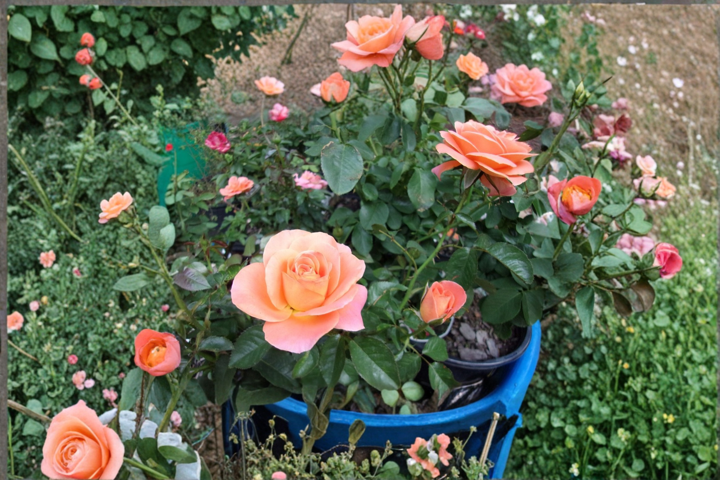 New Year Grandiflora Rose Plant 5 Gal – Live Orange Rose Bush with Large Blooms for Garden Landscaping Outdoor Shrub
