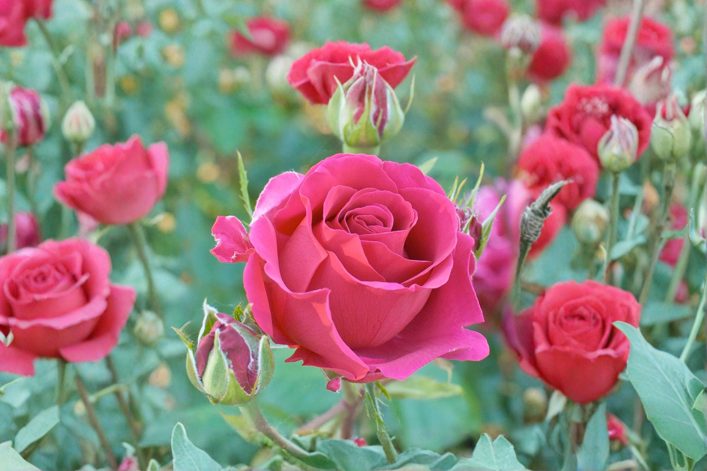 Voluptuous Hybrid Tea Rose Plant 5 Gal – Live Deep Pink Rose Bush with Large Blooms for Garden Landscaping Outdoor