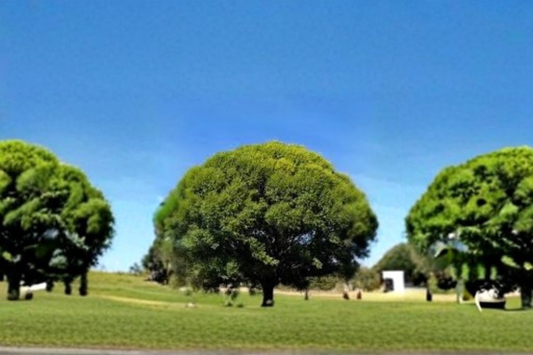 Globe Willow Tree 4-6 ft – Live Fast Growing Shade Tree for Home Garden Landscape Deciduous Outdoor Tree
