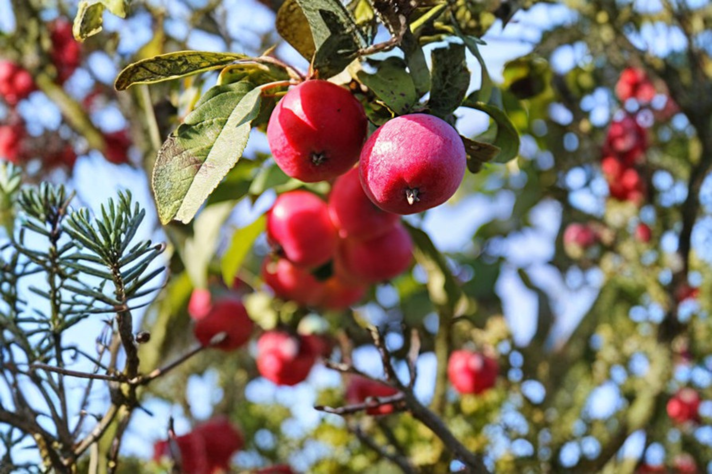 Callaway Fruiting Crabapple Tree 4-6 FT Live Plant – Spring Bloom Ornamental Fruit Tree for Garden Landscape No Ship CA