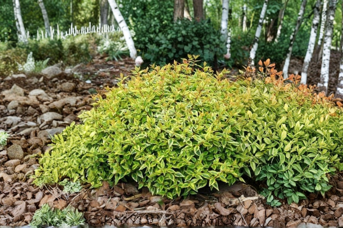 Kaleidoscope Abelia 3 Gal Live Plant – Colorful Evergreen Hedge Shrub for Garden Landscape, Compact Outdoor Ornamental Plant