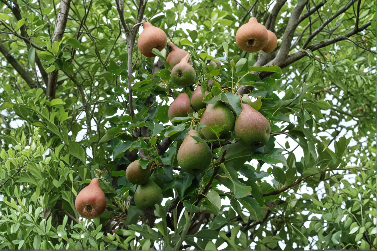 Magness Pear Tree 4-6 Ft Live Plant – Sweet Pear Fruit Tree for Garden, Backyard Orchard Outdoor Planting