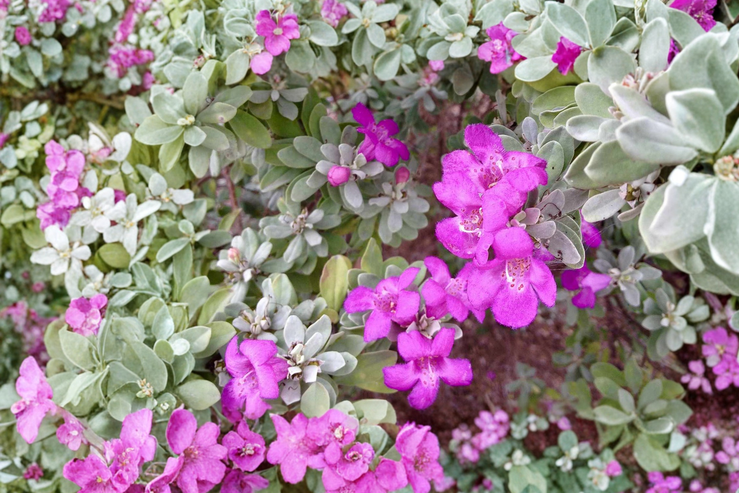 Texas Sage Shrub 3 Gal Live Plant – Purple Flowering Evergreen Bush for Garden Hedge, Drought Tolerant Landscape Plant