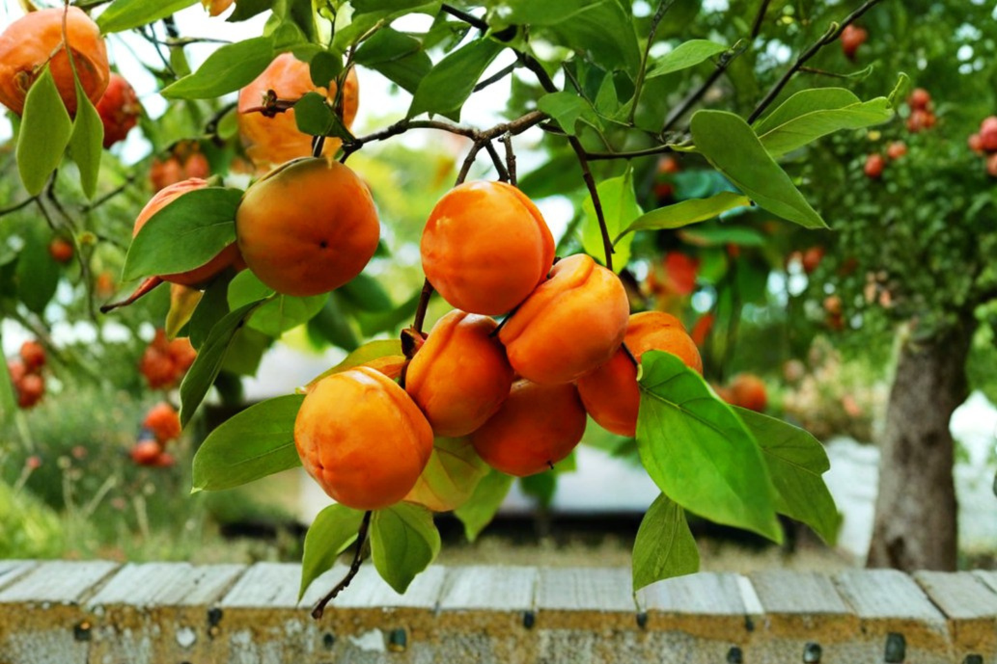 Tamopan Persimmon Tree 4-6 Ft Live Plant – Asian Persimmon Fruit Tree for Garden, Backyard Orchard Outdoor Planting