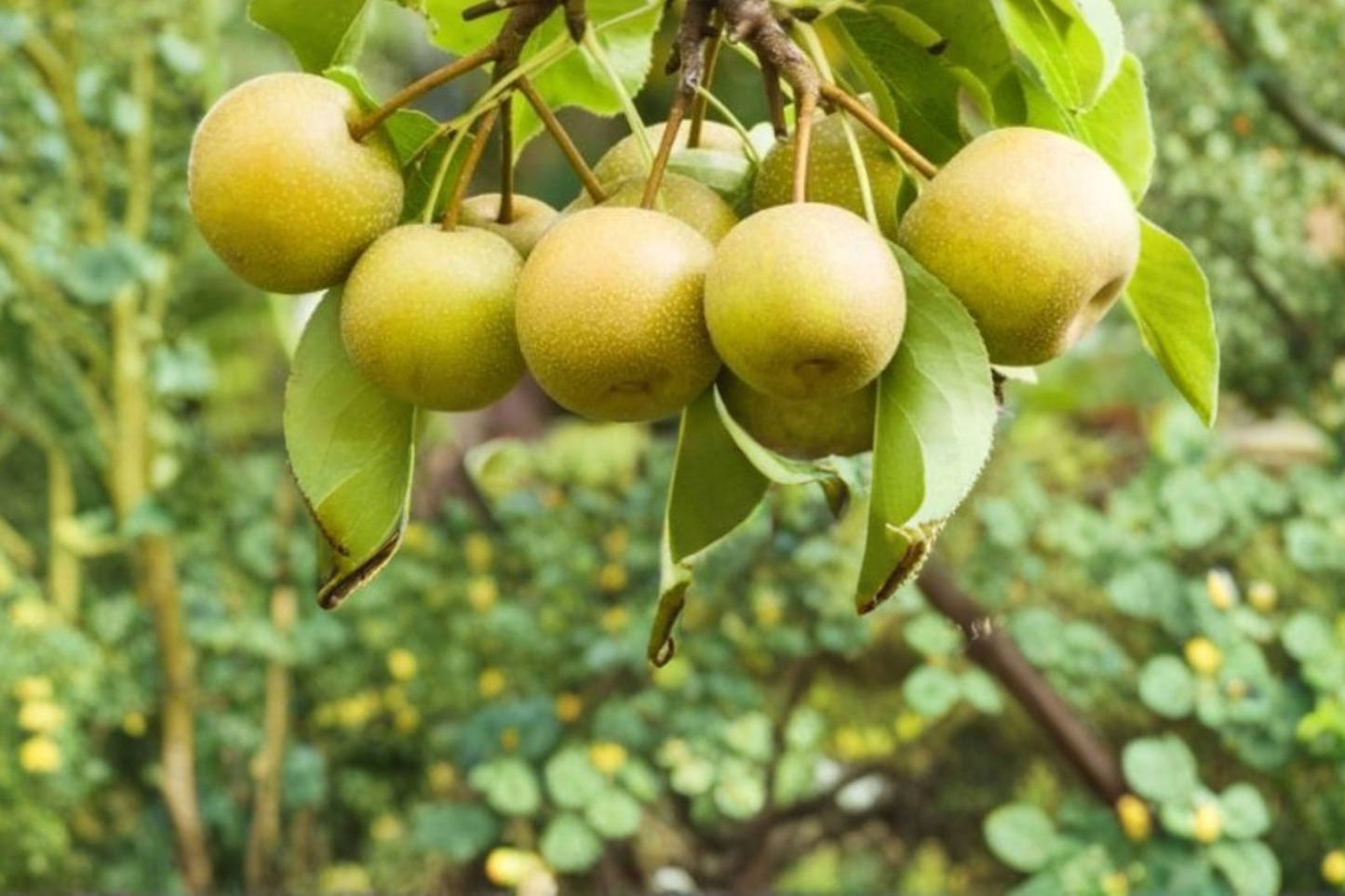 Shinsui Asian Pear Tree 4-6 FT Live Plant – Sweet Crisp Fruit Tree for Garden Orchard Backyard Growing No Ship CA