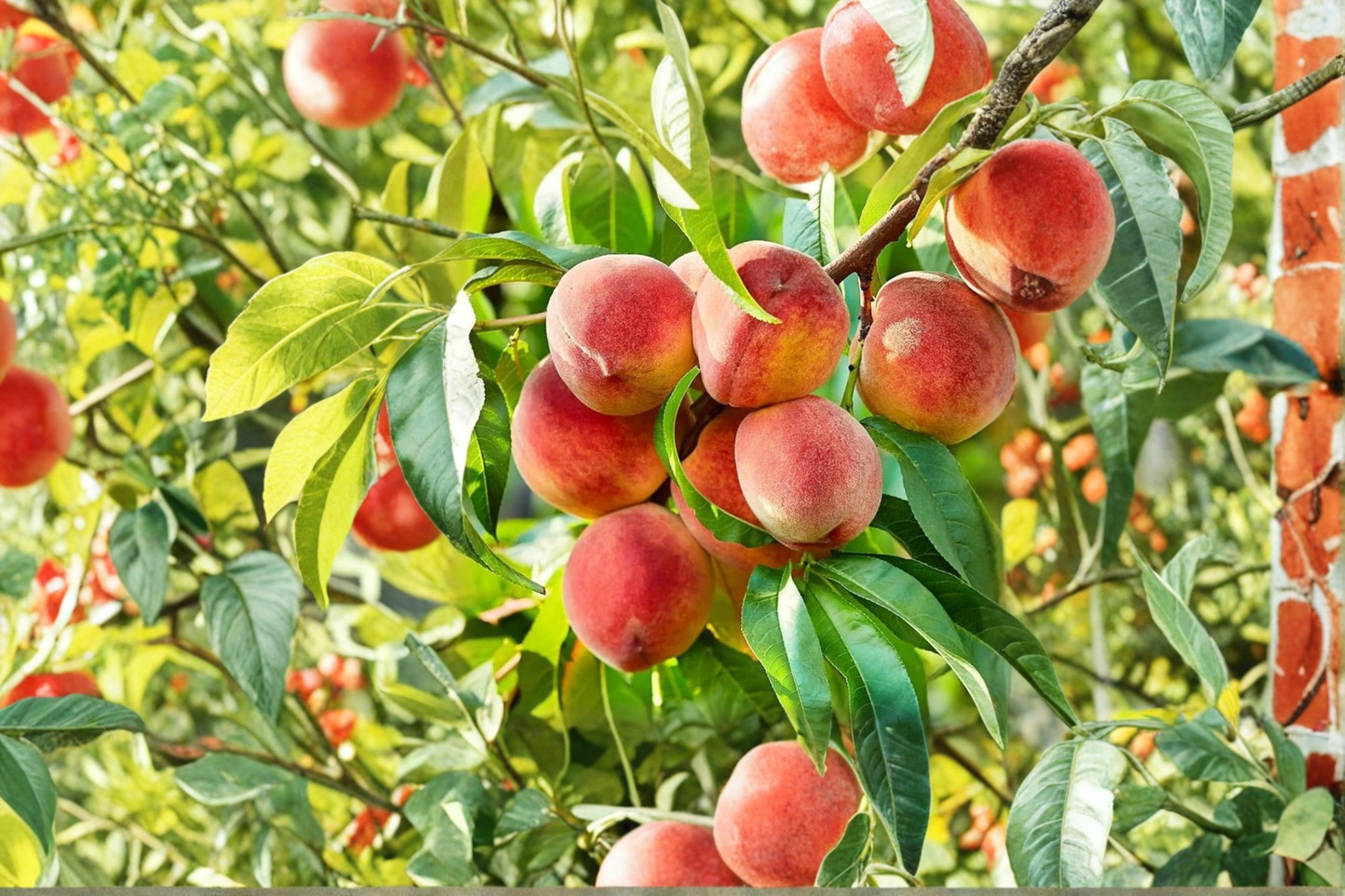 Denman Peach Tree 4-6 FT Live Plant – Juicy Fruit Tree for Backyard Orchard Garden Easy Grow Home Plant No Ship CA