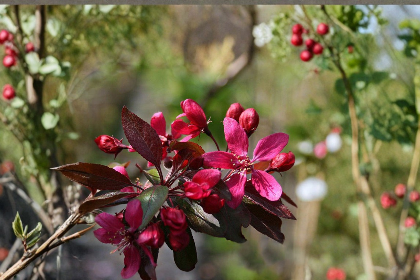 Profusion Red Flowering Crabapple Tree 4-6 FT Live Plant – Ornamental Spring Bloom Tree for Garden Landscape Yard No Ship CA