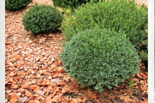 Dwarf Yaupon Holly 3 Gal Live Plant – Evergreen Shrub for Hedge Border Landscape Easy Care Garden Plant No Ship CA