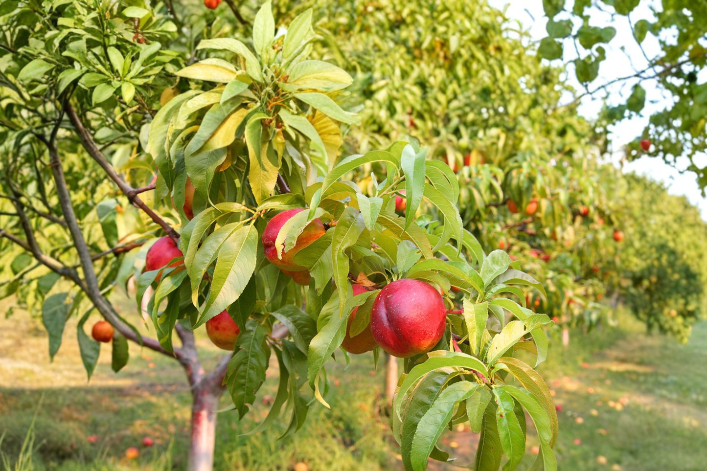 Independence Nectarine Tree 4-6 FT Live Plant – Sweet Juicy Fruit Tree for Backyard Orchard Garden Easy Grow No Ship CA
