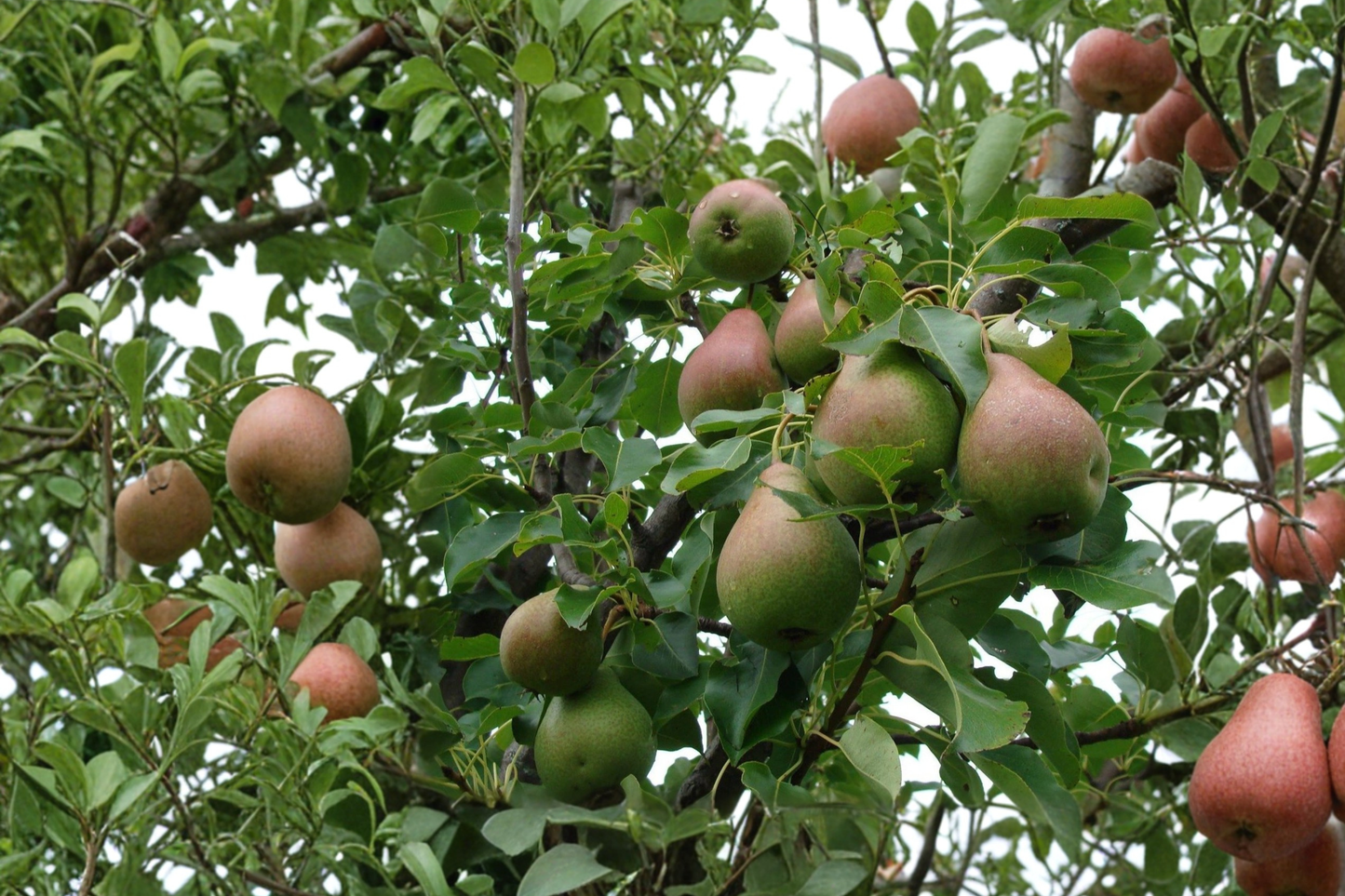 Magness Pear Tree Live Plant 4–6 ft – Sweet European Pear Fruit Tree for Home Garden Outdoor Plant