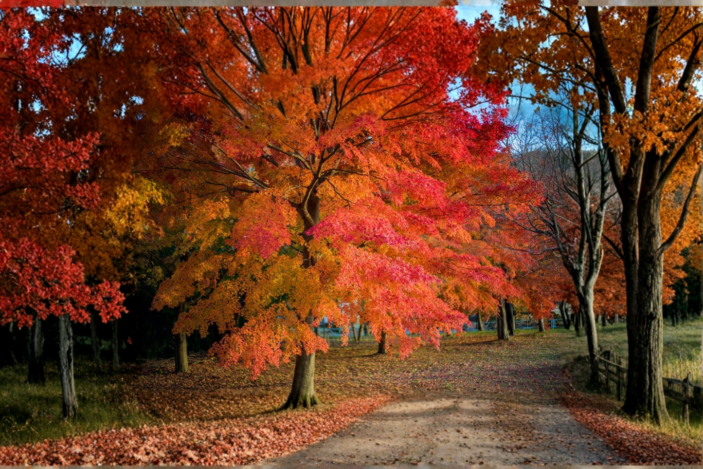 Native Red Maple Tree Live Plant 4–6 ft – Acer Rubrum Shade Tree with Red Yellow Fall Foliage for Garden Landscape