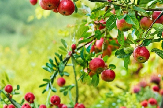 Gala Apple Tree Live Plant 4–5 ft 5 Gallon – Sweet Red Yellow Apple Fruit Tree for Home Garden Outdoor Plant