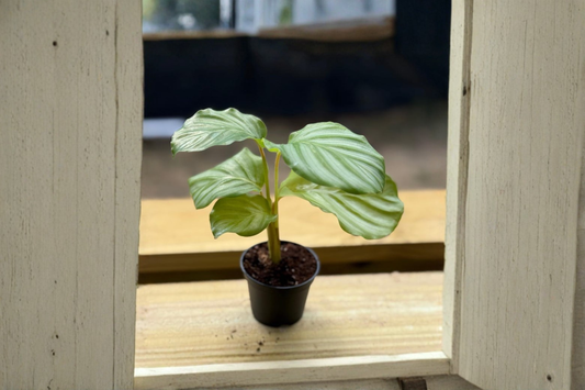 Calathea Orbifolia Live Plant Pet Safe Prayer Plant 2 Inch Tropical Indoor Starter Houseplant Gift