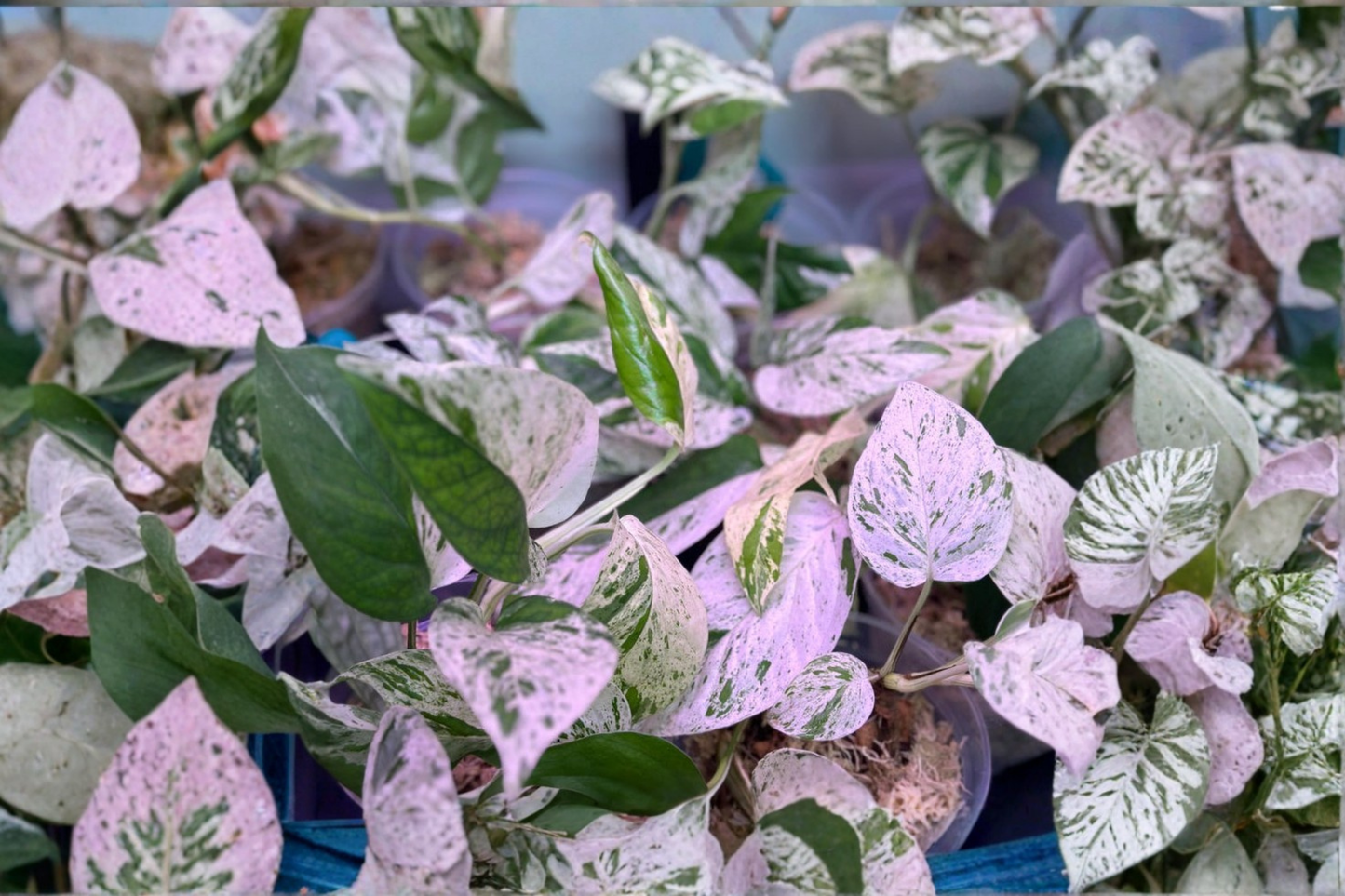Epipremnum Pinnatum Marble Live Plant Rare Variegated Tropical Houseplant Indoor Starter Cutting Decor