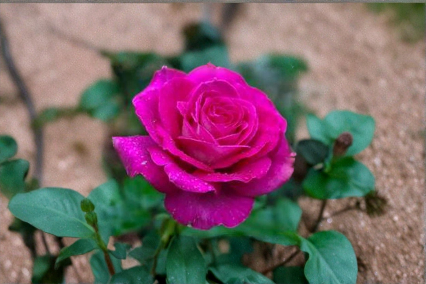 Rare English Lady Pink Rose Seeds 10 Pack Ornamental Rose Bush Flower Seeds USA Seller Combined Shipping Discount