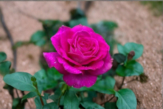 English Lady Pink Rose Seeds Flower Bush 20 Seeds Ornamental Garden Rose for Outdoor Planting
