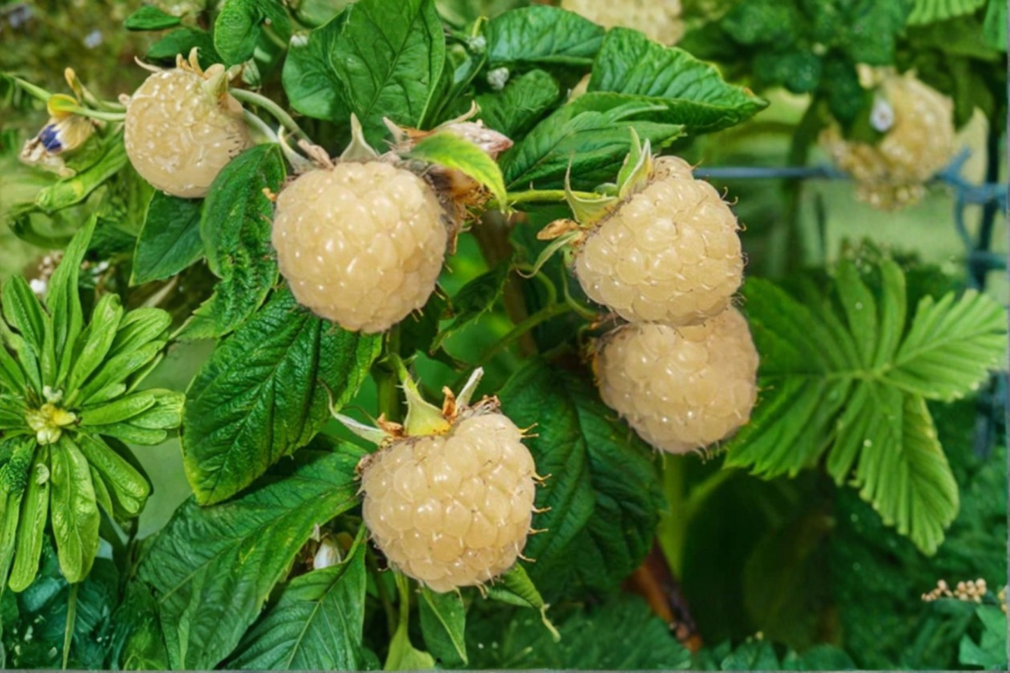 White Blackberry Seeds Rare Berry Plant 60 Seeds for Outdoor Garden and Container Growing