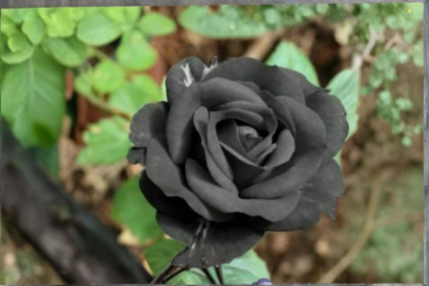 English Dark Purple Rose Seeds Flower Bush 20 Seeds Ornamental Garden Rose for Outdoor Planting