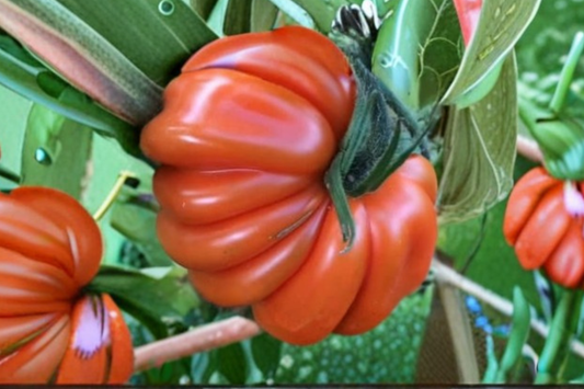 Goldman Italian American Tomato Seeds Rare Beefsteak Tomato Variety 30 Seeds for Garden Growing