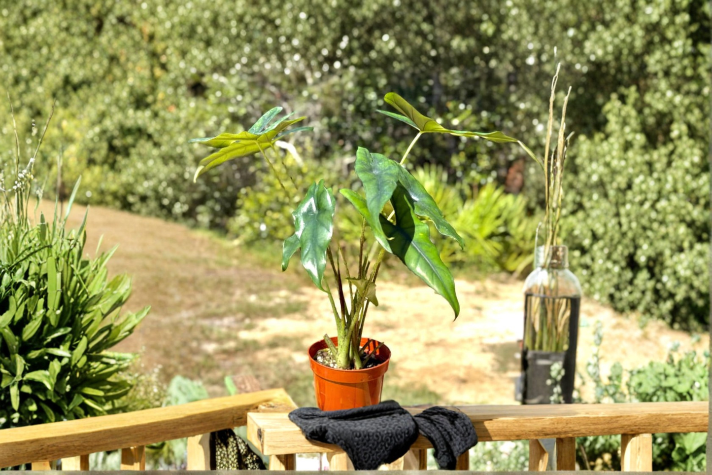 Alocasia Princeps Live Plant Rooted Elephant Ear Tropical Houseplant in 4 Inch Pot Rare Indoor Plant Gift