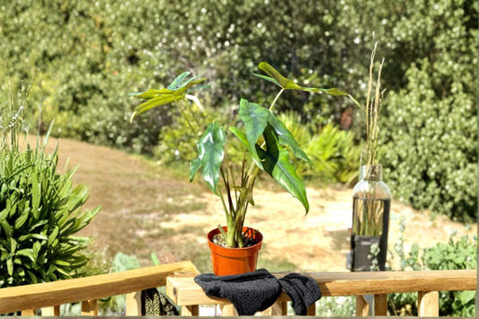 Alocasia Princeps Live Plant Rooted Elephant Ear Tropical Houseplant in 4 Inch Pot Rare Indoor Plant Gift