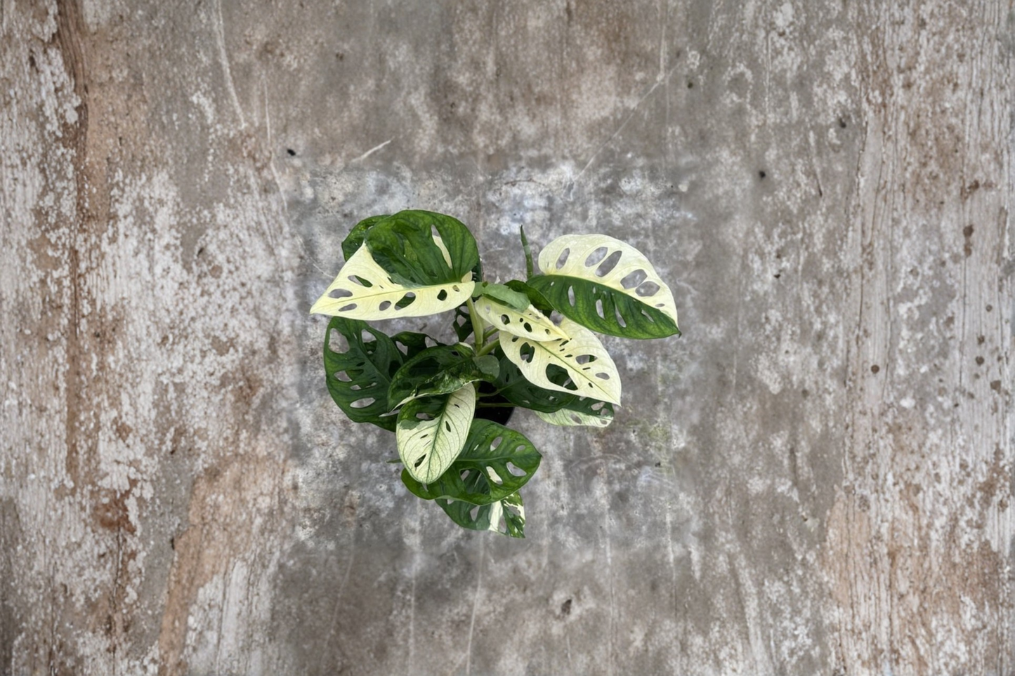 Monstera Adansonii Albo Live Plant Variegated Swiss Cheese Monstera Rare Tropical Houseplant in 4 Inch Pot