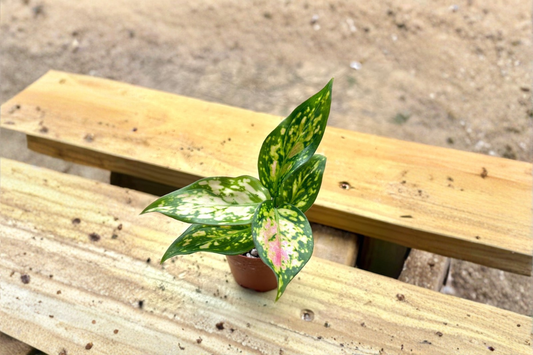 Aglaonema Wishes Live Plant Pink Variegated Chinese Evergreen Starter Houseplant in 2 Inch Pot Tropical Plant Gift