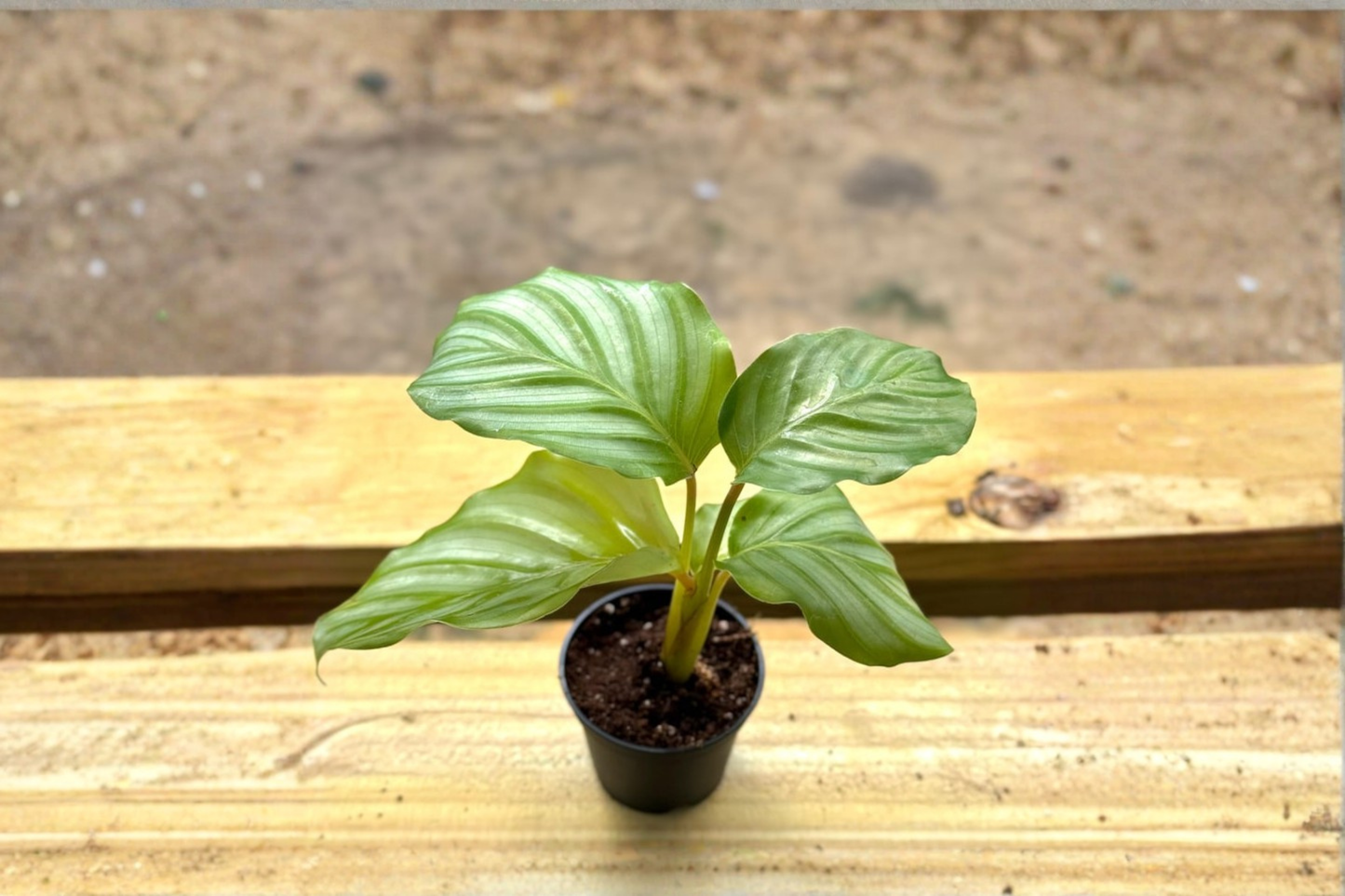 Calathea Orbifolia Live Plant Green Prayer Plant Starter Houseplant in 2 Inch Pot Tropical Indoor Plant Gift