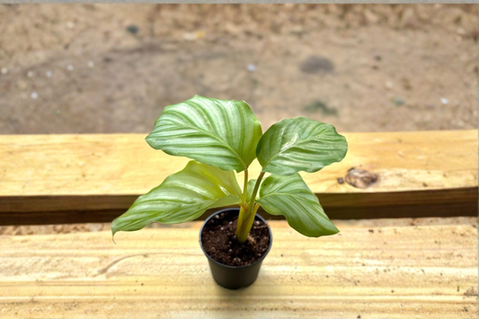 Calathea Orbifolia Live Plant Green Prayer Plant Starter Houseplant in 2 Inch Pot Tropical Indoor Plant Gift
