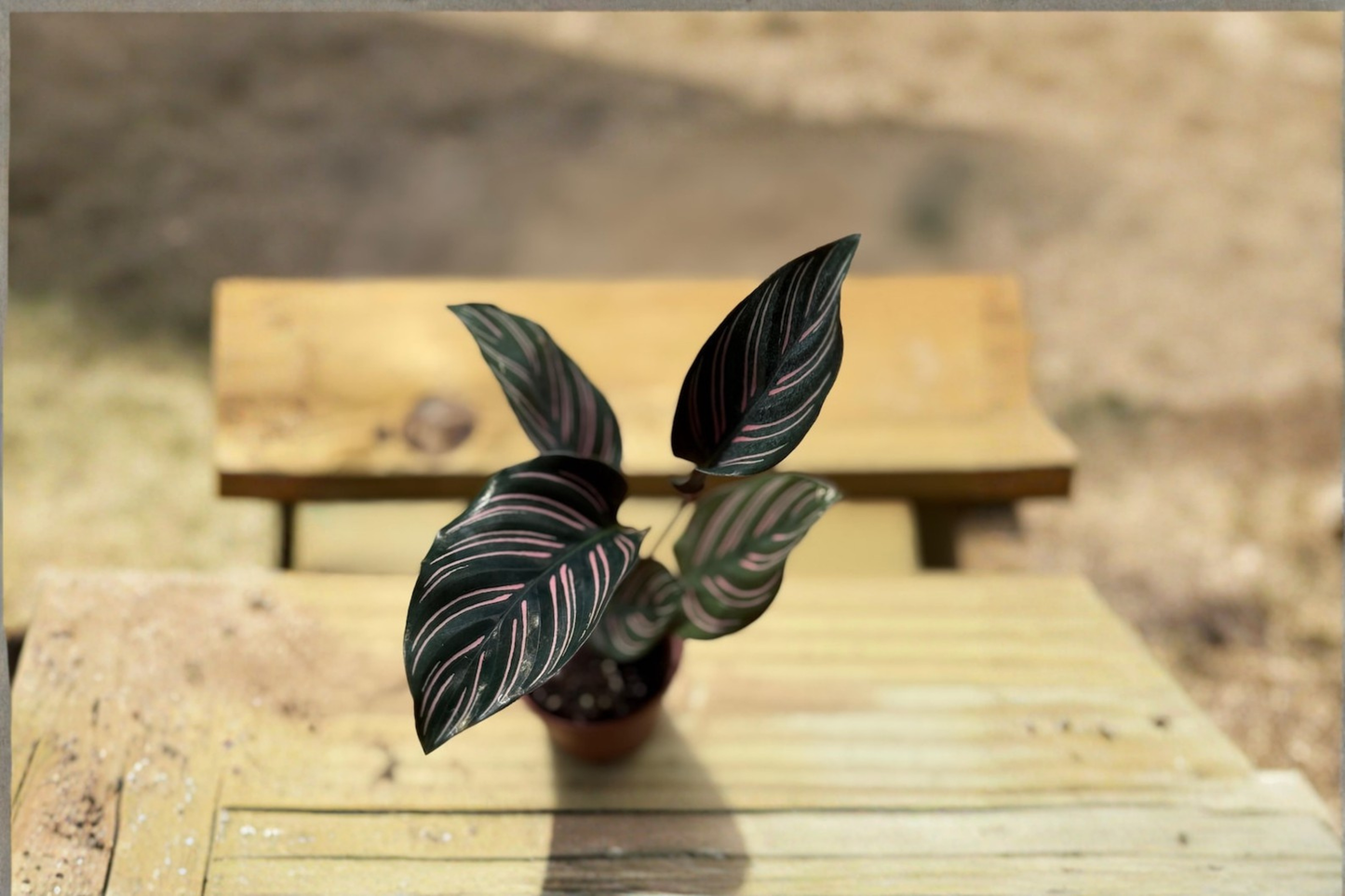 Calathea Ornata Live Plant Pink Pinstripe Prayer Plant Starter Houseplant in 2 Inch Pot Tropical Indoor Gift