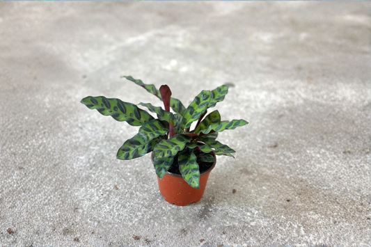 Calathea Lancifolia Live Plant Rattlesnake Prayer Plant Starter Houseplant in 2 Inch Pot Tropical Indoor Gift