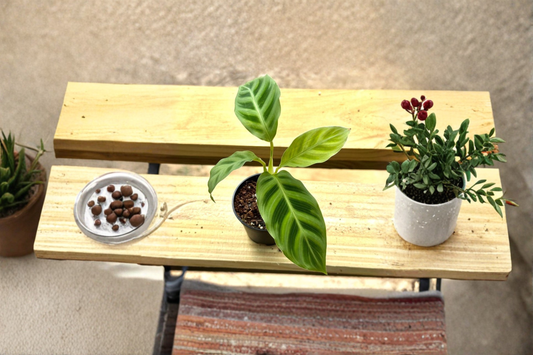 Calathea Zebrina Live Plant Prayer Plant Starter Houseplant Cat Safe Tropical Indoor Plant in 2 Inch Pot Gift